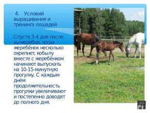 4.Условий выращивания и тренинга лошадей Спустя 3-4 дня после выжеребки, когда ж