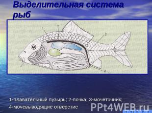 Выделительная система рыб 1-плавательный пузырь; 2-почка; 3-мочеточник; 4-мочевы