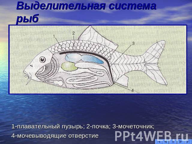 Выделительная система рыб 1-плавательный пузырь; 2-почка; 3-мочеточник; 4-мочевыводящие отверстие