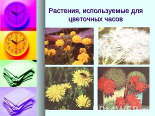 Растения, используемые для цветочных часов