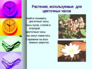 Растения, используемые для цветочных часовУмейте понимать цветочные часы, Часы л