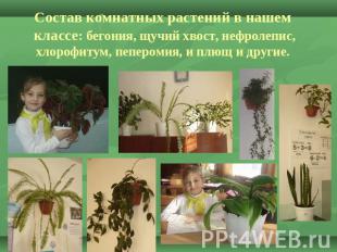Состав комнатных растений в нашем классе: бегония, щучий хвост, нефролепис, хлор