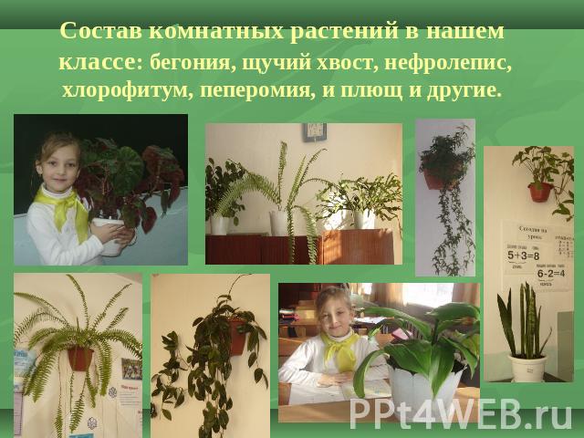 Состав комнатных растений в нашем классе: бегония, щучий хвост, нефролепис, хлорофитум, пеперомия, и плющ и другие.