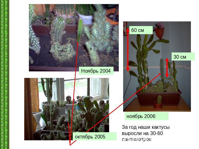 За год наши кактусы выросли на 30-60 сантиметров