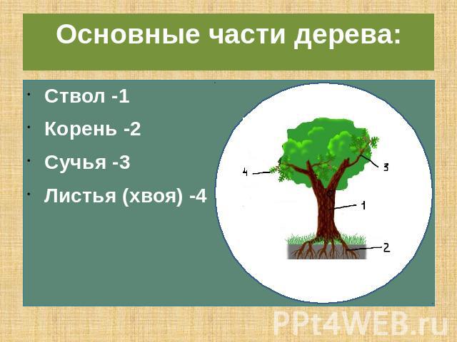 Основные части дерева:Ствол -1Корень -2Сучья -3Листья (хвоя) -4