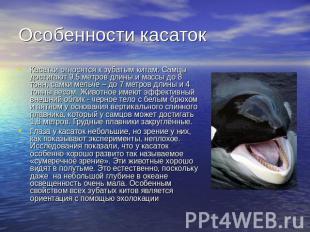 Особенности касатокКасатки относятся к зубатым китам. Самцы достигают 9,5 метров