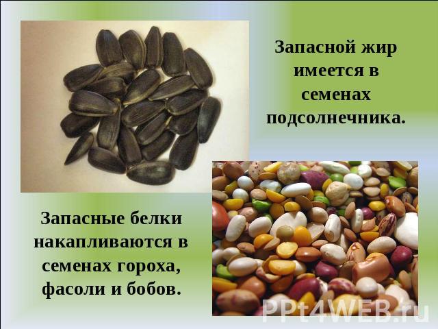 Запасной жир имеется в семенах подсолнечника.Запасные белки накапливаются в семенах гороха, фасоли и бобов.