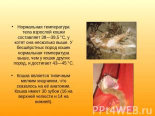 Нормальная температура тела взрослой кошки составляет 38—39,5 °C, у котят она не