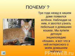 ПОЧЕМУ ?Три года назад в нашем доме появился котёнок. Наблюдая за ним, я захотел