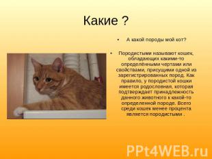 Какие ?А какой породы мой кот?Породистыми называют кошек, обладающих какими-то о