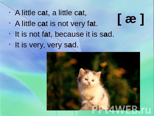 A little cat is not very fat.It is not fat, because it is sad.It is very, very sad.
