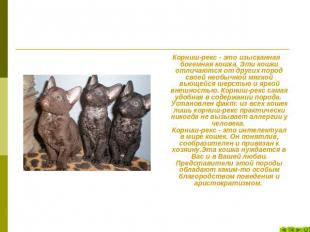 Корниш-рекс - это изысканная богемная кошка. Эти кошки отличаются от других поро