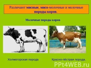Различают мясные, мясо-молочные и молочные породы коров. Молочные породы коровХо