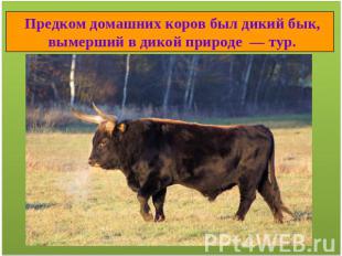 Предком домашних коров был дикий бык, вымерший в дикой природе — тур.