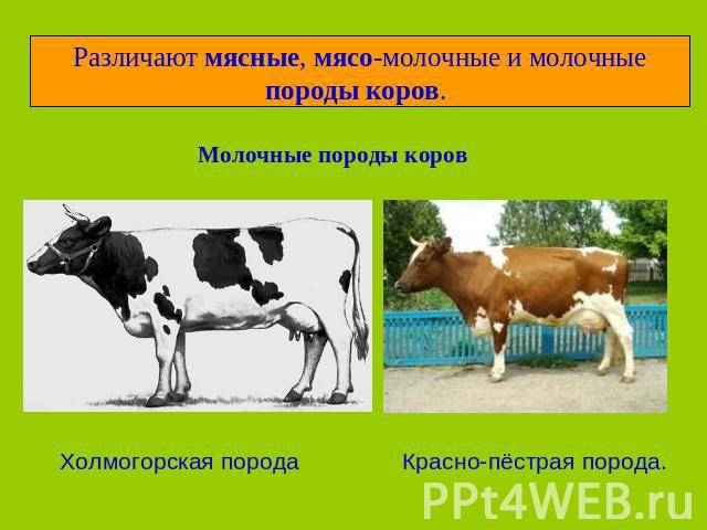 Различают мясные, мясо-молочные и молочные породы коров. Молочные породы коровХолмогорская породаКрасно-пёстрая порода.