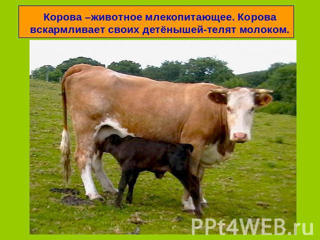 Корова –животное млекопитающее. Корова вскармливает своих детёнышей-телят молоком.