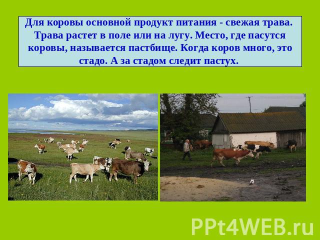 Для коровы основной продукт питания - свежая трава. Трава растет в поле или на лугу. Место, где пасутся коровы, называется пастбище. Когда коров много, это стадо. А за стадом следит пастух.