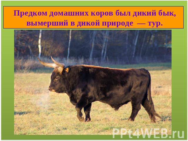 Предком домашних коров был дикий бык, вымерший в дикой природе — тур.