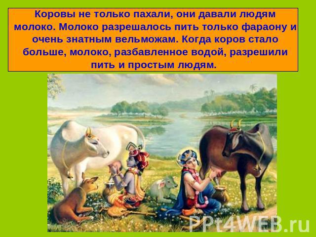 Коровы не только пахали, они давали людям молоко. Молоко разрешалось пить только фараону и очень знатным вельможам. Когда коров стало больше, молоко, разбавленное водой, разрешили пить и простым людям.
