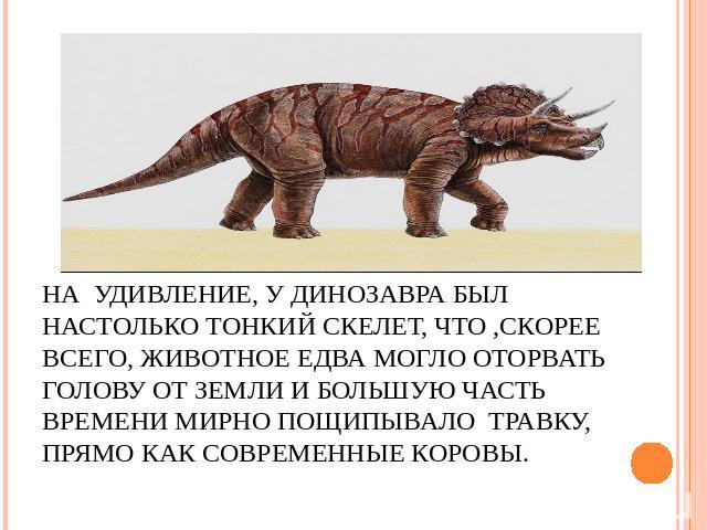 На удивление, у динозавра был настолько тонкий скелет, что ,скорее всего, животное едва могло оторвать голову от земли и большую часть времени мирно пощипывало травку, прямо как современные коровы.