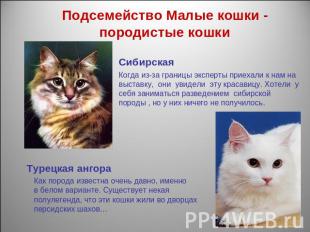 Подсемейство Малые кошки - породистые кошкиСибирская Когда из-за границы эксперт