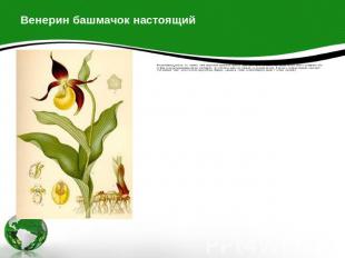Венерин башмачок является, без сомнения, самой декоративной европейской орхидеей