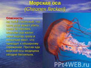 Морская оса (Chironex fleckeri) Опасность:яд такой токсичный, что одна доза може