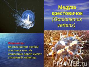 Медуза крестовичок (Gonionemus vertens) Опасность:яд отличается особой токсичнос