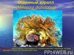 Огненный коралл (Millepora dichotoma) Опасность: после ожогов, получаемых от соп