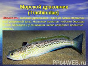 Морской дракончик (Trachinidae) Опасность: морские дракончики - одни из самых яд