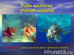 Рыба крылатка (Pterois volitans) Опасность: уколы крылатки могут привести к смер
