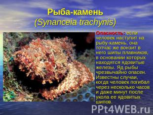 Рыба-камень (Synanceia trachynis) Опасность: если человек наступит на рыбу-камен