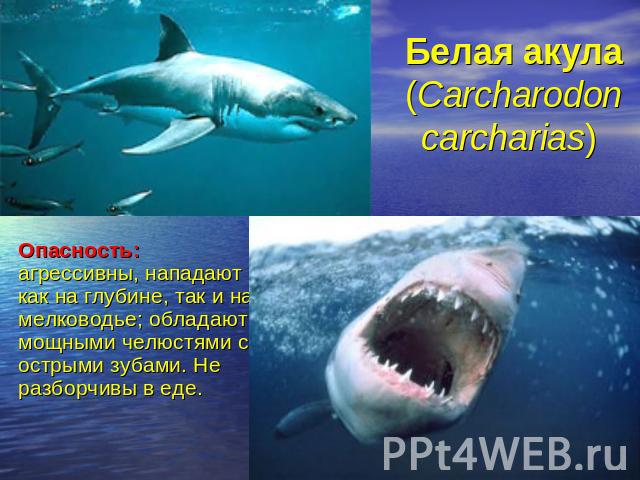 Опасность:агрессивны, нападают как на глубине, так и на мелководье; обладают мощными челюстями с острыми зубами. Не разборчивы в еде.Белая акула (Carcharodon carcharias)