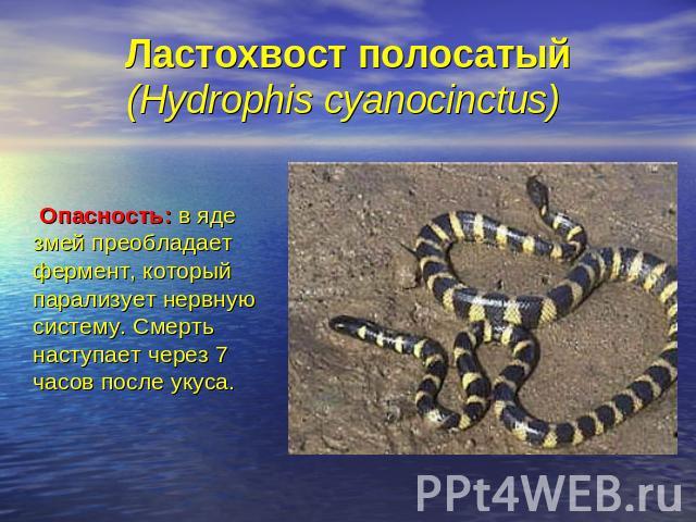 Ластохвост полосатый(Hydrophis cyanocinctus) Опасность: в яде змей преобладает фермент, который парализует нервную систему. Смерть наступает через 7 часов после укуса.