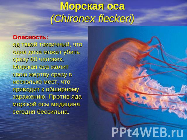 Морская оса (Chironex fleckeri) Опасность:яд такой токсичный, что одна доза может убить сразу 60 человек. Морская оса жалит свою жертву сразу в несколько мест, что приводит к обширному заражению. Против яда морской осы медицина сегодня бессильна.