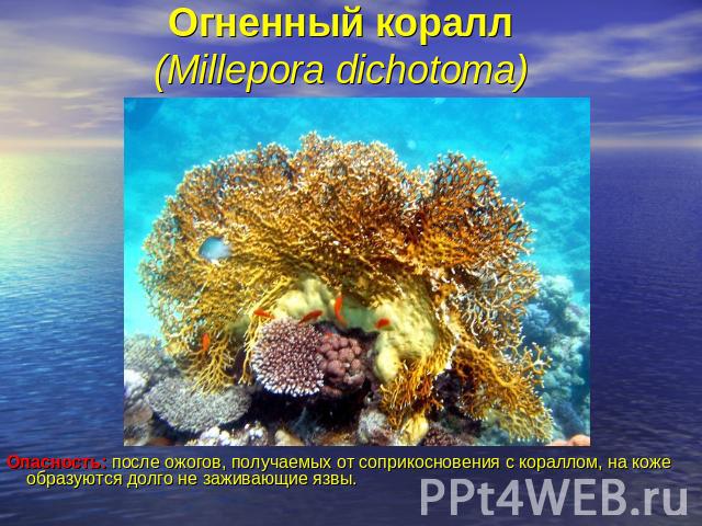 Огненный коралл (Millepora dichotoma) Опасность: после ожогов, получаемых от соприкосновения с кораллом, на коже образуются долго не заживающие язвы.