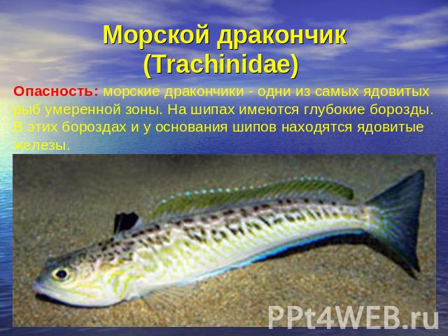 Морской дракончик (Trachinidae) Опасность: морские дракончики - одни из самых ядовитых рыб умеренной зоны. На шипах имеются глубокие борозды. В этих бороздах и у основания шипов находятся ядовитые железы.