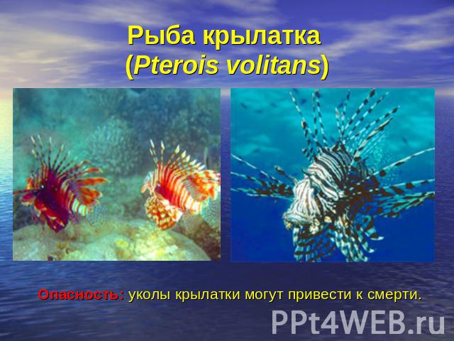 Рыба крылатка (Pterois volitans) Опасность: уколы крылатки могут привести к смерти.