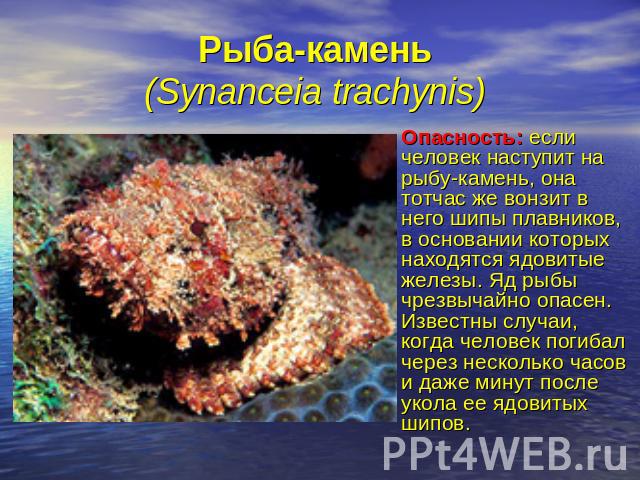 Рыба-камень (Synanceia trachynis) Опасность: если человек наступит на рыбу-камень, она тотчас же вонзит в него шипы плавников, в основании которых находятся ядовитые железы. Яд рыбы чрезвычайно опасен. Известны случаи, когда человек погибал через не…