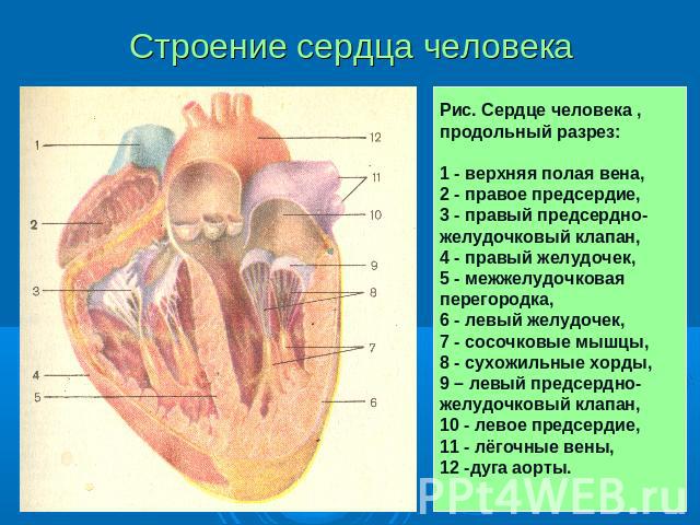Расположение сердца у человека фото с описанием