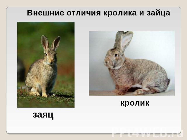Внешние отличия кролика и зайцазаяцкроликкролик