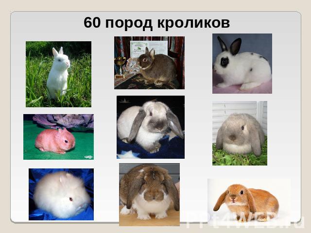 60 пород кроликов
