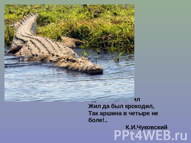 Удивительно мил Жил да был крокодил, Так аршина в четыре не боле!..  К.И.Чуковский