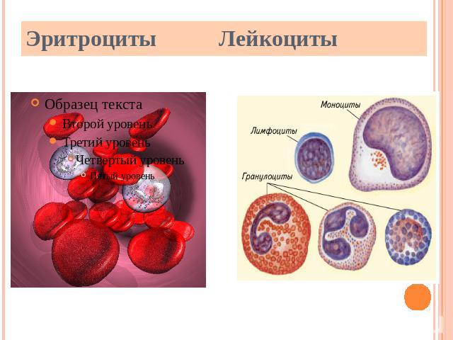 Эритроциты Лейкоциты