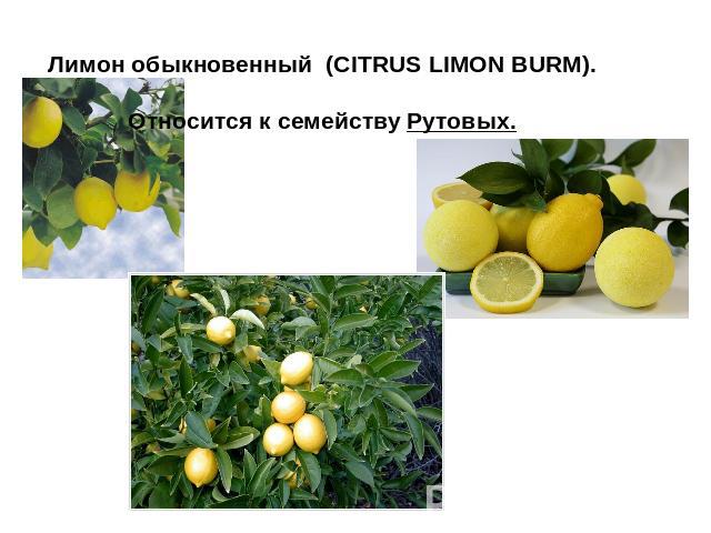 Лимон обыкновенный (CITRUS LIMON BURM). Относится к семейству Рутовых.