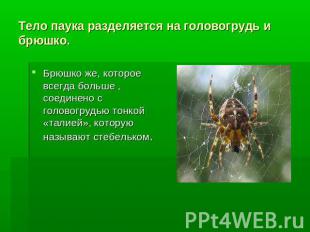 Тело паука разделяется на головогрудь и брюшко. Брюшко же, которое всегда больше