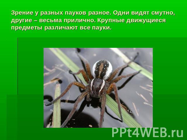 Зрение у разных пауков разное. Одни видят смутно, другие – весьма прилично. Крупные движущиеся предметы различают все пауки.