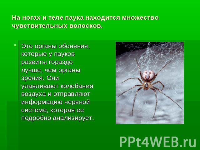 На ногах и теле паука находится множество чувствительных волосков.Это органы обоняния, которые у пауков развиты гораздо лучше, чем органы зрения. Они улавливают колебания воздуха и отправляют информацию нервной системе, которая ее подробно анализирует.