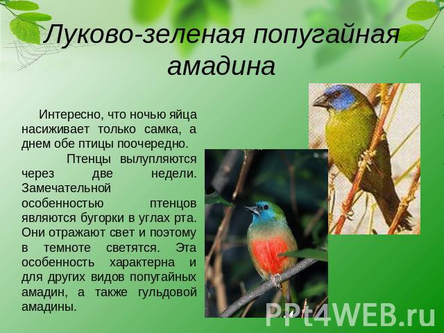 Луково-зеленая попугайная амадина Интересно, что ночью яйца насиживает только самка, а днем обе птицы поочередно. Птенцы вылупляются через две недели. Замечательной особенностью птенцов являются бугорки в углах рта. Они отражают свет и поэтому в тем…