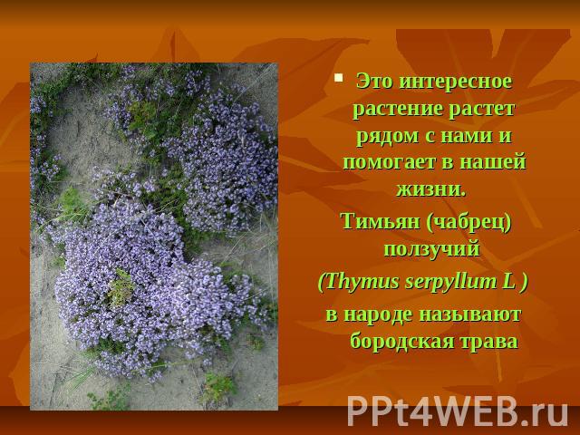 Это интересное растение растет рядом с нами и помогает в нашей жизни. Тимьян (чабрец) ползучий (Thymus serpyllum L )в народе называют бородская трава